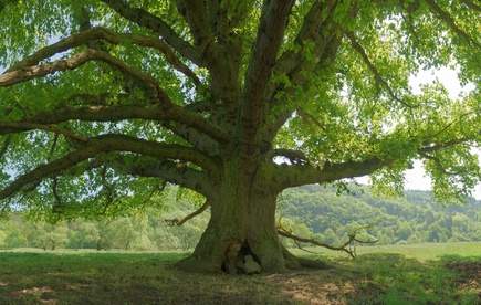 I plant a tree to neutralise the carbon footpring of my blog