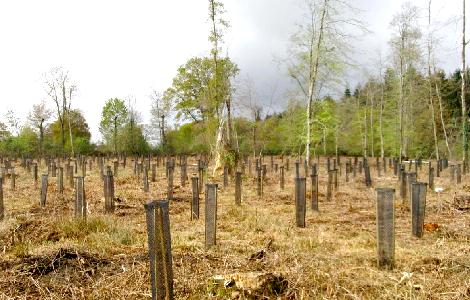 Première plantation - Petits Gestes Ecolos Plantation opération Blog Zéro Carbone
